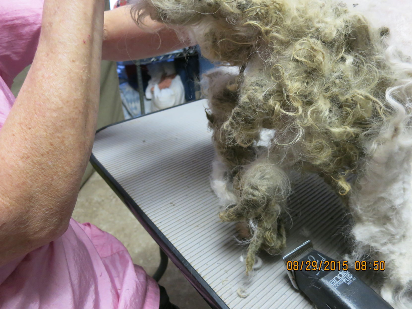 puppy_mill47.JPG